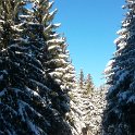 The forest in winter The forest in winter