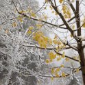 Autumn Autumn