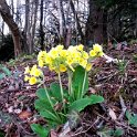 Wild cowslips Wild cowslips