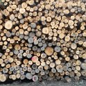 Cut trees felled in the forest Cut trees felled in the forest