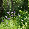 Wild fowers Wild fowers