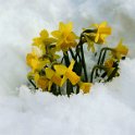 Daffodils in the late snow Daffodils in the late snow