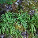 Ferns in the forest Ferns in the forest
