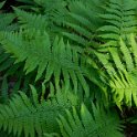 More ferns in the forset