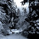 Through the forest Through the forest