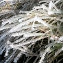 Froasted Blades of Grass Froasted Blades of Grass