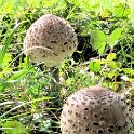 Mushrooms Mushrooms