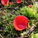 Vers odd cup-shaped mushrooms in the forest Vers odd cup-shaped mushrooms in the forest