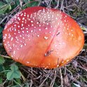 Red mushroom Red mushroom