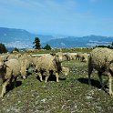 Sheep and goats high in the belledonne mountains Sheep and goats high in the belledonne mountains