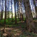 The forest The forest