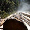Steaming trunks in the early sun. Steaming trunks in the early sun.