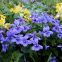 Violets and cowslips by the track Violets and cowslips by the track