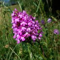 Wild Orchids at Fréydières Wild Orchids at Fréydières