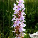 Wild Orchids in the Revel Forest Wild Orchids in the Revel Forest