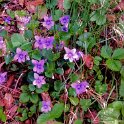 Wild violets in the forest Wild violets in the forest