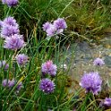 Wild flowers by the stream Wild flowers by the stream