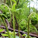 Young Ferns by the lake Young Ferns by the lake